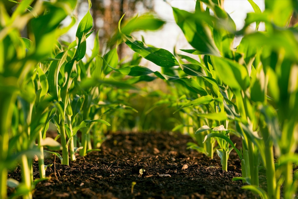 Rows of young crop seedlings growing in a field